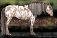 Horse Color:Amber Champagne Appaloosa and Sable Champagne Appaloosa