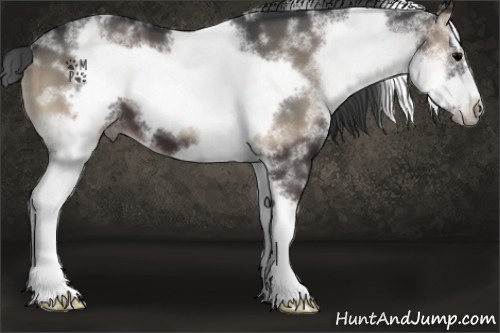 Horse Color:White Spotted Blue Onyx Splash Frame 