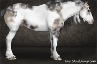 Horse Color:White Spotted Blue Onyx Splash Frame 
