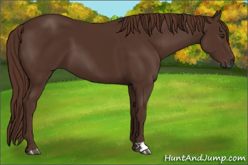 Horse Color:Gray Chestnut 