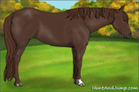 Horse Color:Gray Chestnut 