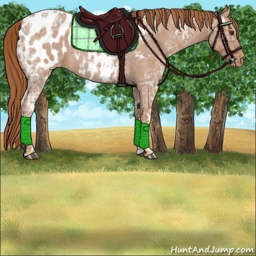 Horse Color:Red Ice Roan Appaloosa 