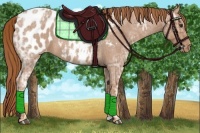 Horse Color:Red Ice Roan Appaloosa 