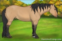 Horse Color:Bay Dun