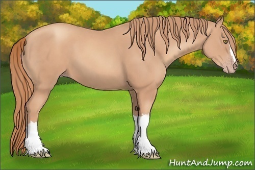 Horse Color:Gold Champagne