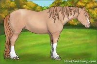 Horse Color:Gold Champagne 