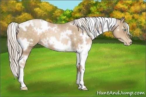 Horse Color:White Spotted Chocolate Palomino Pearl
