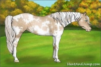 Horse Color:White Spotted Chocolate Palomino Pearl 