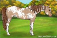 Horse Color:White Spotted Red Dun 