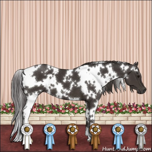 Horse Color:White Spotted Smoky Black