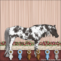 Horse Color:White Spotted Smoky Black