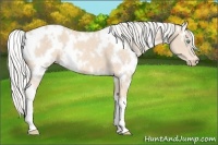 Horse Color:White Spotted Cremello 