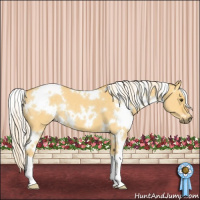 Horse Color:White Spotted Palomino Dun 