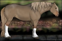 Horse Color:Liver Red Dun 