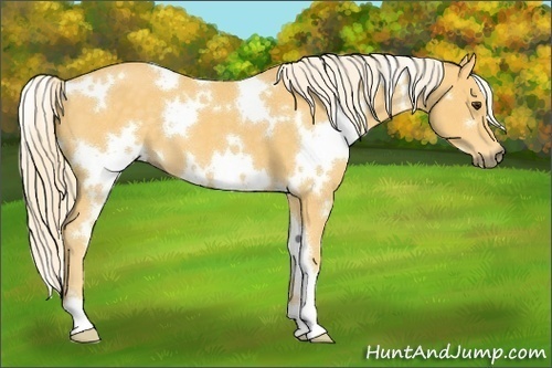 Horse Color:White Spotted Palomino 