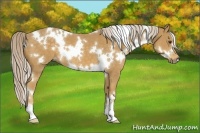 Horse Color:White Spotted Palomino 