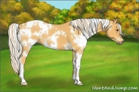Horse Color:White Spotted Palomino