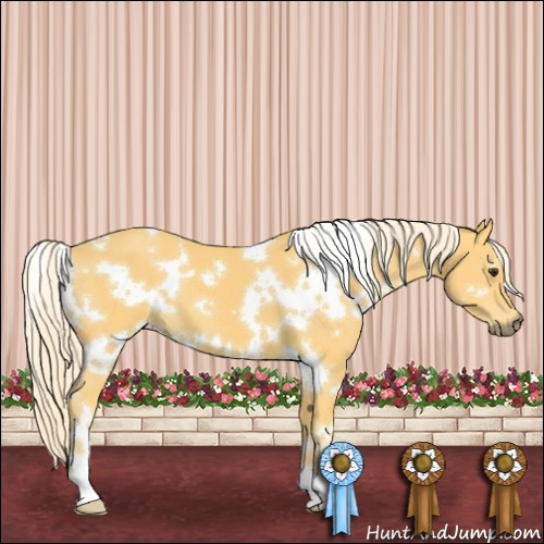 Horse Color:White Spotted Palomino 