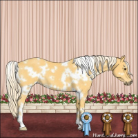 Horse Color:White Spotted Palomino 