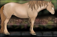 Horse Color:Chestnut Pearl