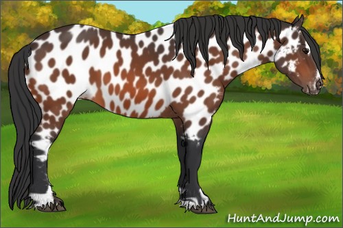 Horse Color:Bay Sabino Appaloosa