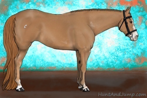 Horse Color:Chestnut Sabino