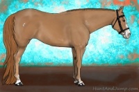 Horse Color:Chestnut Sabino