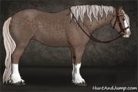 Horse Color:Silver Black Splash 