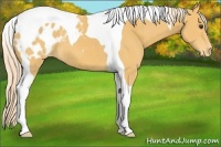 Horse Color:Palomino Tobiano Appaloosa