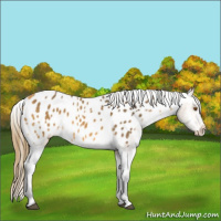 Horse Color:Buckskin Appaloosa