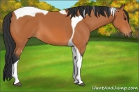 Horse Color:Bay Tobiano 