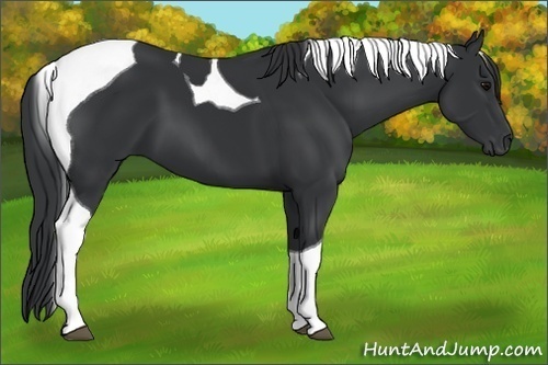 Horse Color:Black Tobiano 