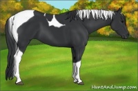 Horse Color:Black Tobiano