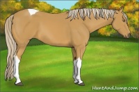 Horse Color:Palomino Tobiano 