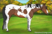 Horse Color:Bay Tobiano 