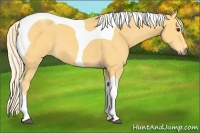 Horse Color:Palomino Tobiano 