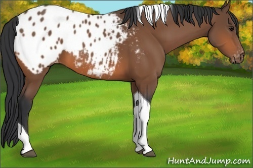 Horse Color:Bay Tobiano Appaloosa 