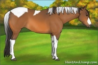 Horse Color:Buckskin Tobiano