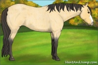 Horse Color:Buckskin Roan 
