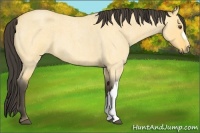 Horse Color:Buckskin Roan Dun 