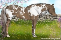 Horse Color:White Spotted Chocolate Palomino