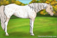 Horse Color:Silver Classic Champagne Roan Dun Splash Tobiano Frame Near Leopard Rabicano 