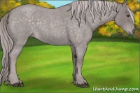 Horse Color:Platinum Chocolate Palomino Roan Rabicano 