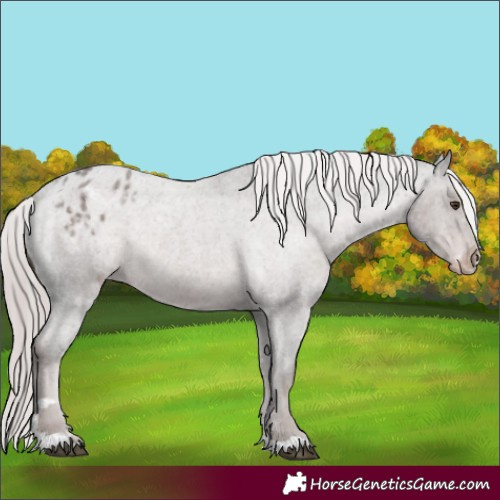 Horse Color:Platinum Liver Red Roan Varnish Rabicano 