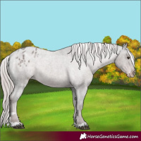 Horse Color:Platinum Liver Red Roan Appaloosa Rabicano 