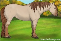 Horse Color:Red Dun 