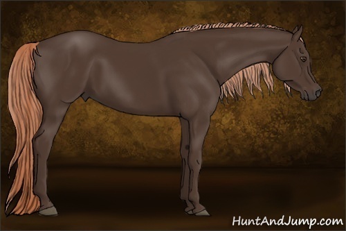 Horse Color:Liver Chestnut 