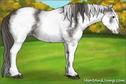 Horse Color:White Spotted Smoky Black