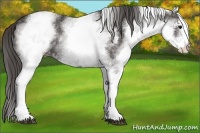 Horse Color:White Spotted Smoky Black