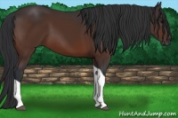 Horse Color:Brown Tobiano